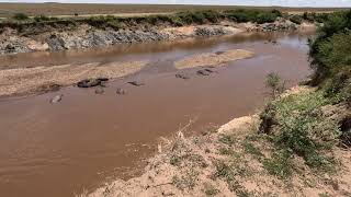 Mara River Hippos maasaimara kenya safari [upl. by Lavine]