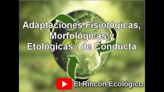 Tipos de Adaptaciones  Fisiológicas Morfológicas y de Conducta [upl. by Kussell228]