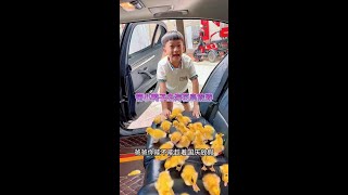 He said he would take advantage of the National Day holiday to take the ducklings to travel to Haih [upl. by Tawney]