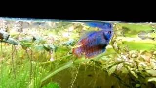 Dwarf Gourami in planted aquarium Trichogaster lalius [upl. by Chadbourne]