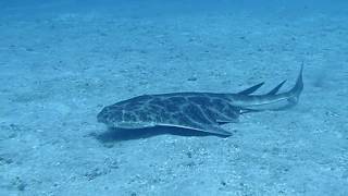 Diving in Tenerife  Angelshark in Abades [upl. by Heinrich]