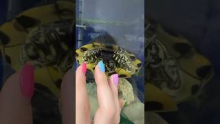 Le TARTARUGHE dimostrano AFFETTO 🤔🐢😍 pets animals tartaruga turtles [upl. by Stanley]