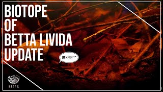 Biotope Betta livida  Update [upl. by Bollinger]