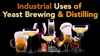 Industrial Uses of Yeast Brewing and Distilling  Graham Stewart PhD [upl. by Zimmerman796]