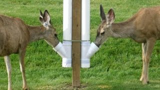 How to build an inexpensive homemade deer feeder [upl. by Allecram]