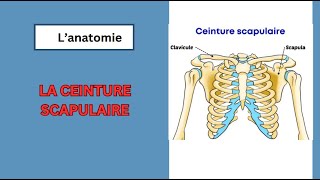 la ceinture scapulaire claviculescapula [upl. by Hareemas211]