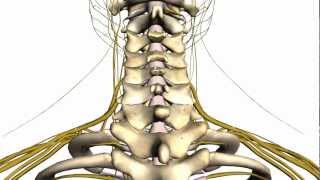 Spine tutorial 1  Vertebral Column  Anatomy Tutorial [upl. by Ecyarg]