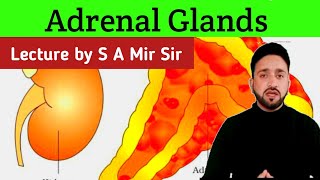 Adrenal Gland Anatomy amp Physiology In Hindi  Functions  Structure  Adrenaline Hormone [upl. by Lassiter46]