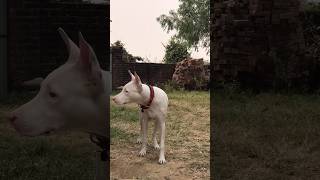 My Gultair dog shortvideo gultairpuppies newdog [upl. by Rhtaeh]