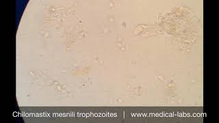 Chilomastix mesnili Trophozoites Lab 4 صيدلة ثانية  طفيليات عملي [upl. by Soraya]