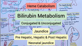 Heme Catabolism  Bilirubin Metabolism  Jaundice [upl. by Hanus]