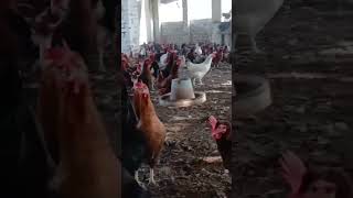 For sale starter murgi Call WhatsApp 03037692860 foryou chicken poultryfarming [upl. by Atnes]