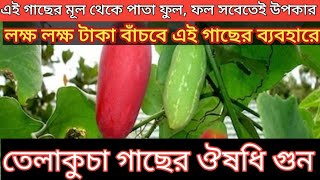 তেলাকুচা গাছের উপকারিতা তেলাকুচা পাতার উপকারিতা telakucha gacher upokarita telakucha [upl. by Ellehcin]