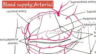 Anatomy of ConjunctivaOphthalmologyNeetpgFmgeDnbpdcetINICET [upl. by Yelyk2]