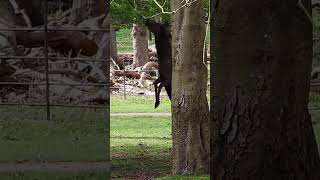 rearing stag scampering squirrel [upl. by Notsniw200]