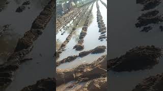 Sugar cane sowingirrigation flood agriculturesugarcanefarming vlog foryou sowingseedsvillage [upl. by Hammond]