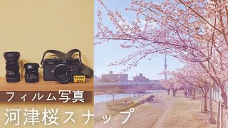 【MINOLTA CLE】旧中川河川敷で河津桜スナップ【フィルムカメラ】 [upl. by Kohn]