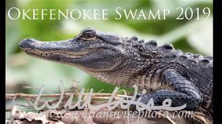 2019 Okefenokee Swamp Alligator Photography [upl. by Nair]