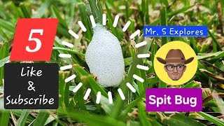 Spit Bug chrisschilke4910Mr S Explores Episode 5 [upl. by Noyk412]