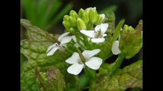 Hedge Garlic and Honesty Identification [upl. by Callean470]