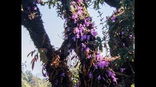 Pleione praecox in Nepal Himalaya [upl. by Iruam627]