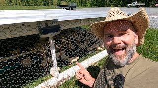 How to get started raising chickens on pasture [upl. by Nerrad802]