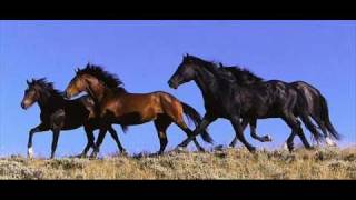 Alexander Rybak quot13 horses quot lyrics in the info box [upl. by Arri]