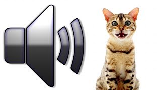 8 HOURS CAT SOUNDS MEOWING NOISES ATTRACT CATS ANNOY CATS [upl. by Harden]