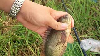 VỀ ĐỔNG CÁT quotTHÁP MƯỜIquotCÂU CÁ GIẬT THẬT SƯỚNG TAY go fishing in the afternoon up big fish [upl. by Sherwin658]