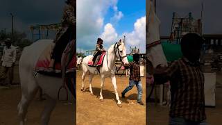 Dhruvi Horse 🐎 Riding  horse horses ghoda horseriding horselover ytvideo shortsfeed dhruhi [upl. by Nirtak]