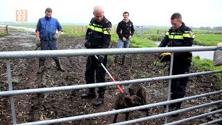 Politie jaagt op herdershond in Kockengen  0297nl [upl. by Akanke115]