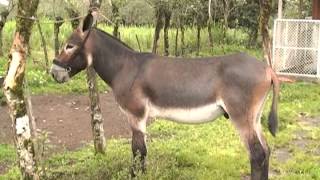 Finca La Guaria Criadero de Burros y Mulas parte 2 [upl. by Whiffen]