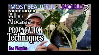 HOW TO PROPAGATE THE MOST BEAUTIFUL PLANT IN THE WORLDquot VARIEGATED ALOCASIA PLANTING UPDATES [upl. by Hildie9]