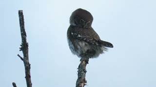 Pygmy Owl Norway [upl. by Howarth250]