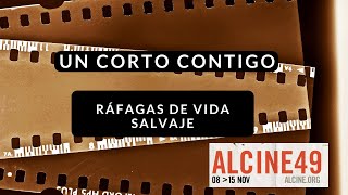 quotRáfagas de vida salvajequot con Alejandro Buera UN CORTO CONTIGO Especial ALCINE49  DéjateTV [upl. by Corinne]