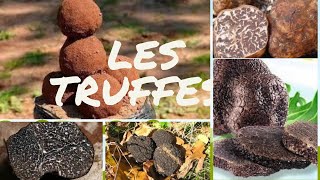 truffe quelles sont les différentes variétés de truffes [upl. by Kamaria]