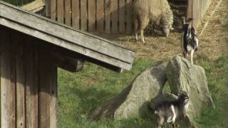 Video zum Tourismusaward Bayerischer Wald 2010 [upl. by Criswell]