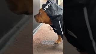 youtubeshorts staffie dogbreed malinoislovers [upl. by Anej]