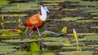 African Jacana tries to walk on water [upl. by Nyleuqcaj]