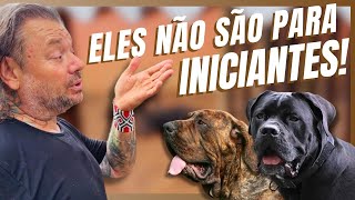 FILAS BRASILEIROS E CANE CORSOS NOSSAS MÁQUINAS DE PROTEÇÃO INDOMÁVEIS  A CASA DOS BICHOS [upl. by Norraa531]