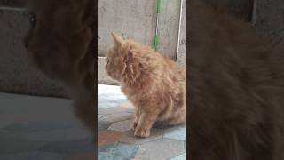 Perisan cat ear cleaning😺ear drops metildalifestylepersiancat cutecattamil [upl. by Ailatan]