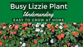 Busy Lizzie plant Impatiens walleriana  Brilliant House Plant [upl. by Dej]