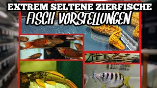 Extrem SELTENE Aquarium FISCHE Fisch Vorstellungen Zierfischgroßhandel [upl. by Hukill]