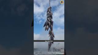 Tuna Fish Face 🐠🤔 shorts viral telugu trending fish [upl. by Tjader640]