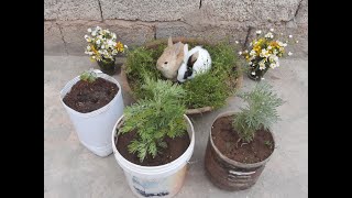 An easy way to grow Artemisia absinthium at home [upl. by Anenahs]