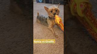 Yorkie vs Giraffe [upl. by Zerep]