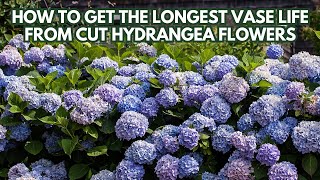 HOW TO GET THE LONGEST VASE LIFE FROM CUT HYDRANGEA FLOWERS [upl. by Goldshlag162]