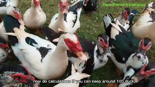 Muscovy Duck Farming in Siaya Ugenya poultryfarming davidfarmafricakenya Kenya [upl. by Araiet]