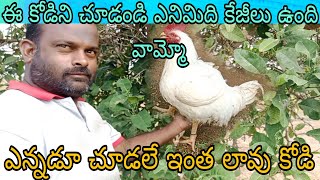 ameznig hen wow 8kg  కోడి ఎనిమిది కేజీలు ఉండడం ఫస్ట్ టైం చూసాం [upl. by Mechling]