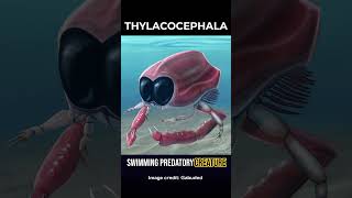 Bizarre extinct hunters of the sea Thylacocephala [upl. by Lledualc186]